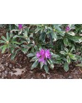 Rhododendron ponticum ’Variegatum’ полив